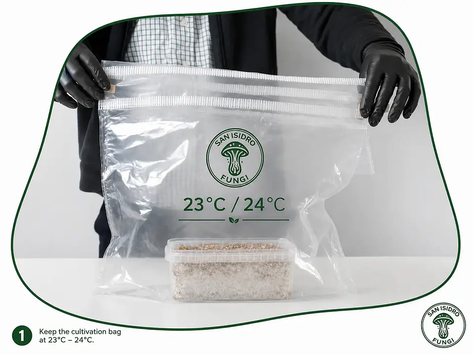 Kit de cultivo controlado Mycebox - San Isidro 3