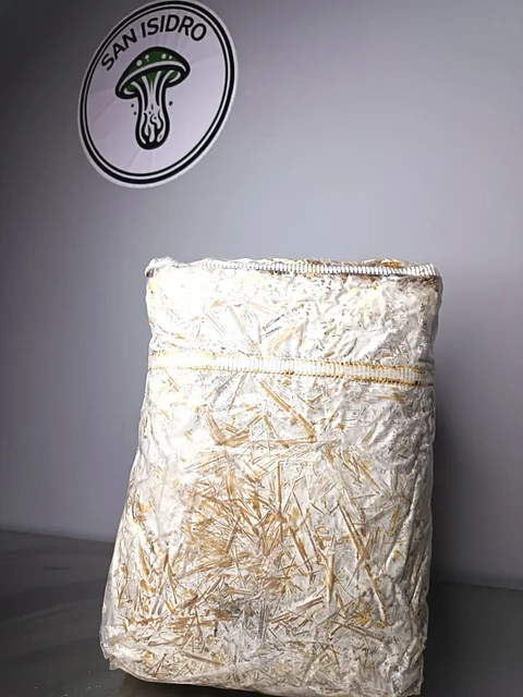 Kit de Hongo Ostra Gris 4 kg colonizado