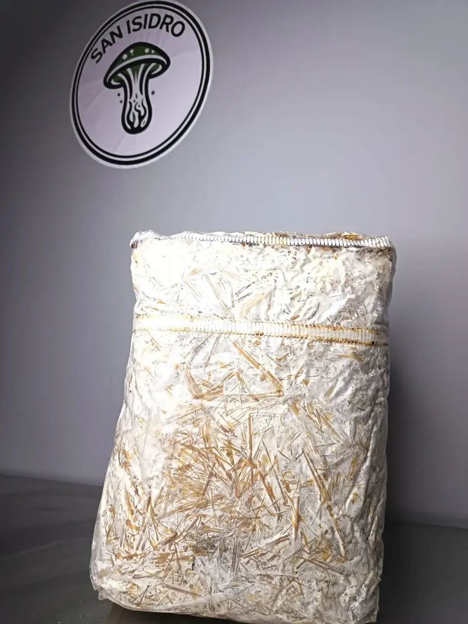 Kit de Hongo Ostra Gris 4 kg colonizado 1