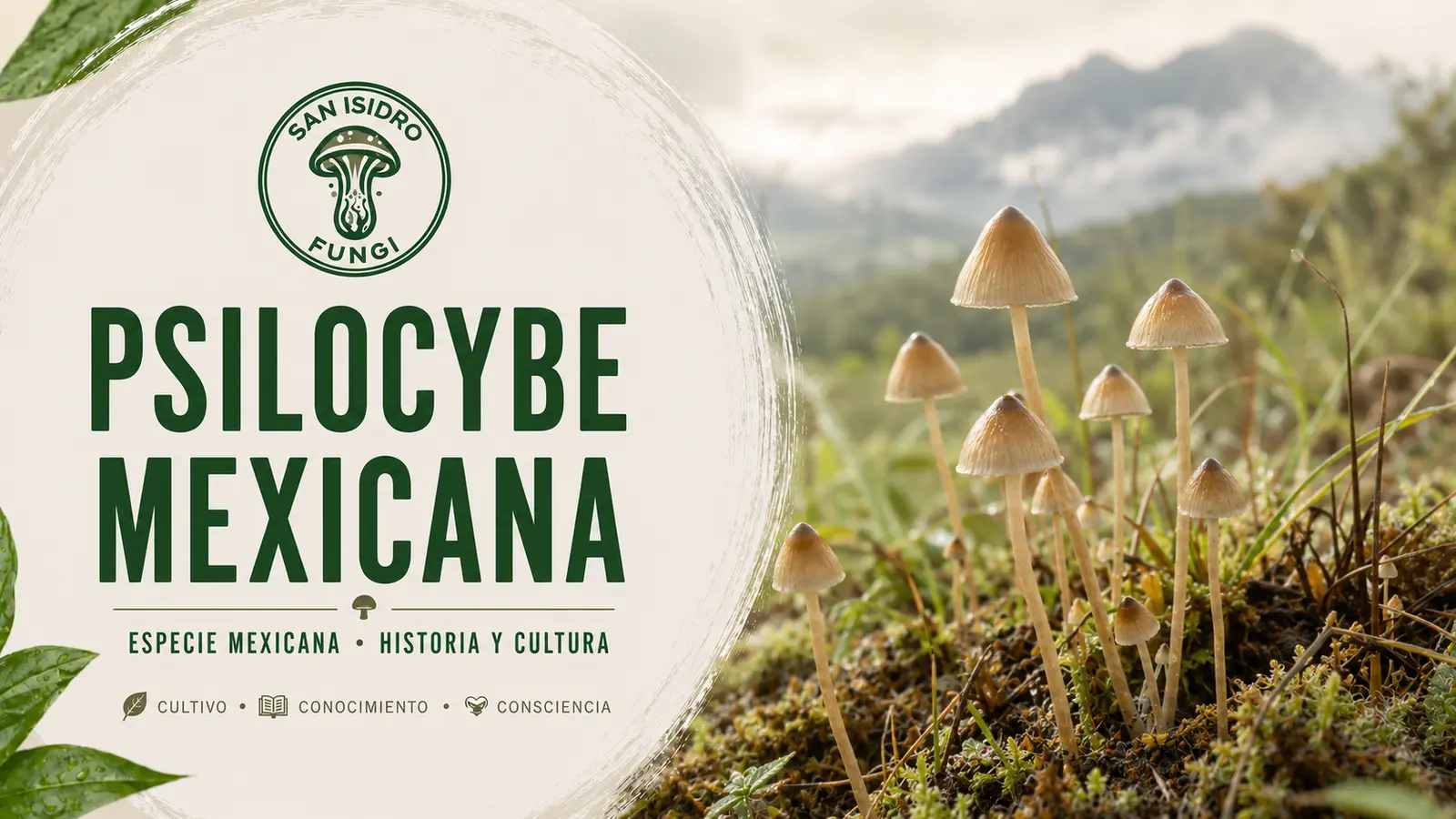 Psilocybe mexicana en un prado húmedo de montaña