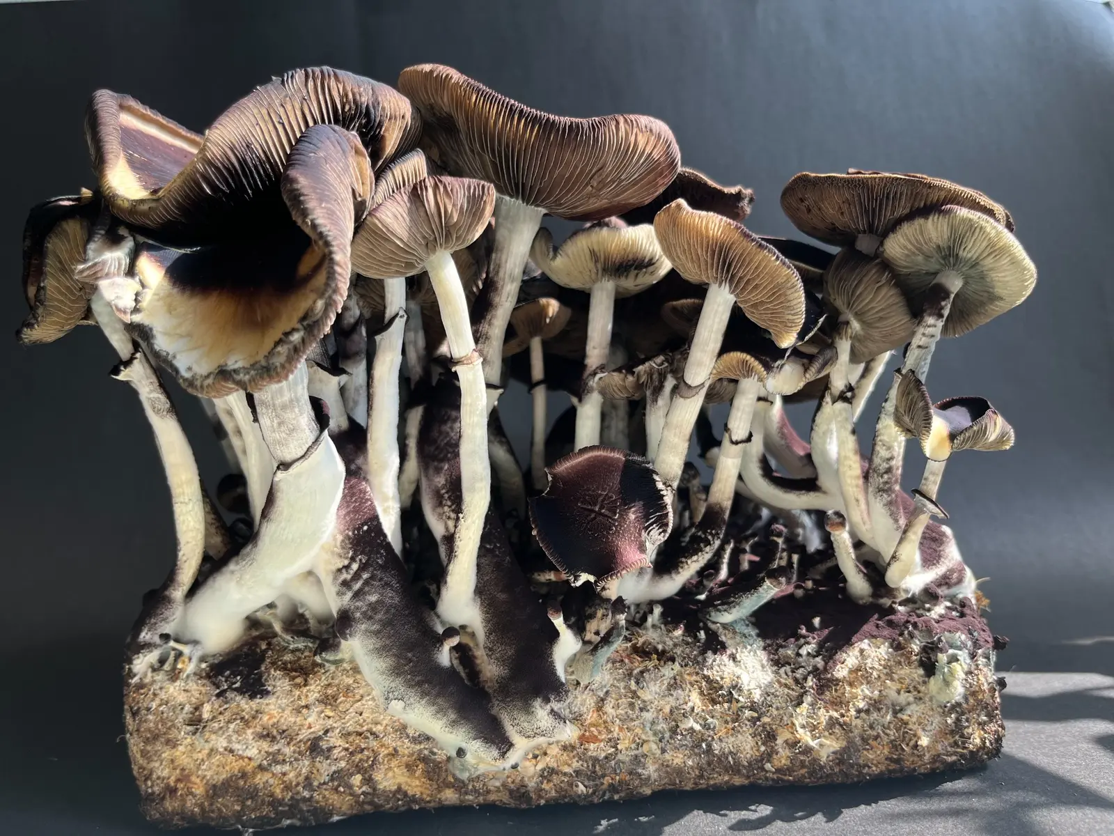 Kit San Isidro Fungi con fructificación de la línea comercial Mexican