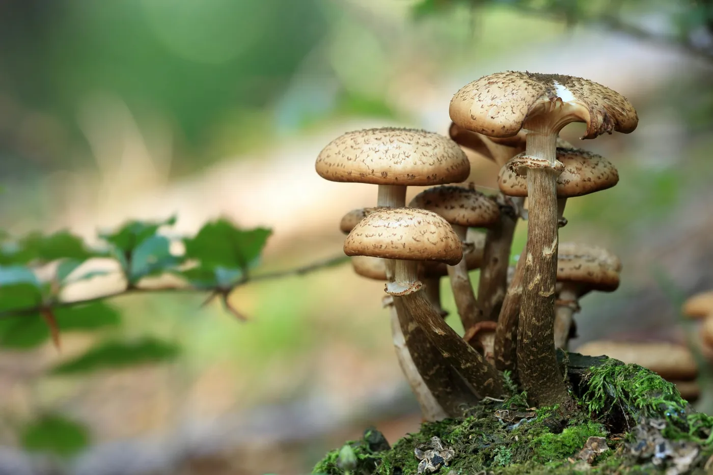Hongos creciendo en comunidad sobre madera y musgo