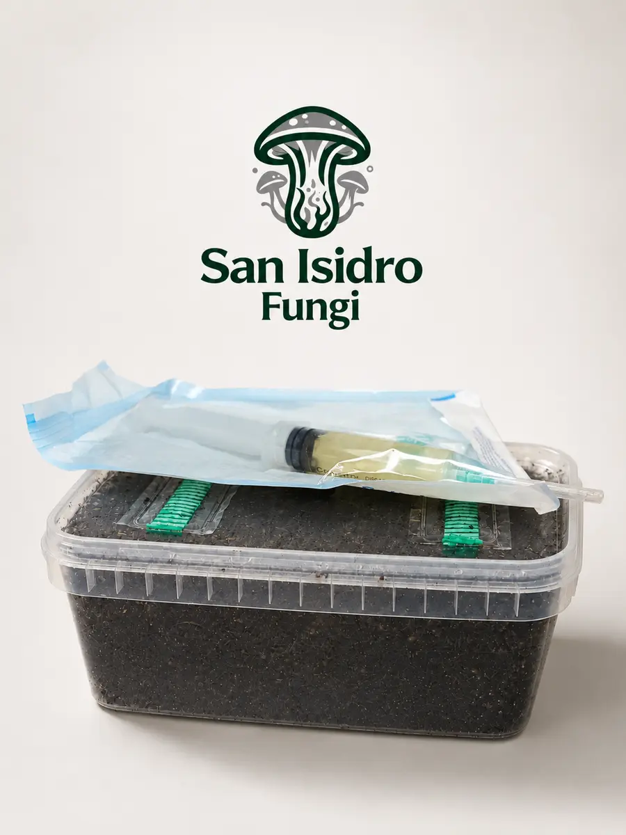Kit de cultivo San Isidro Fungi
