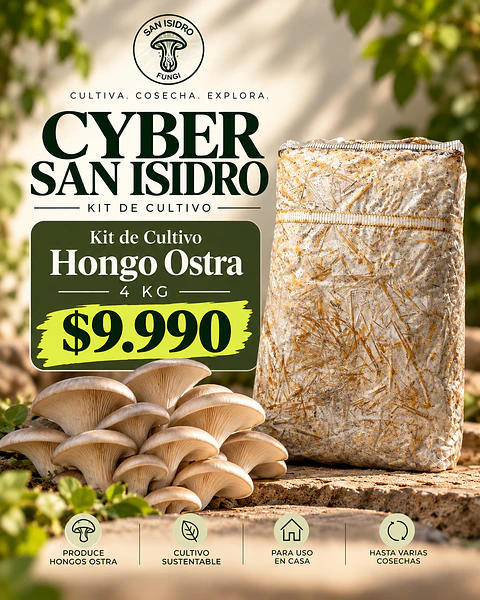 Kit de Hongo Ostra Gris 4 kg colonizado- Producto Cyber