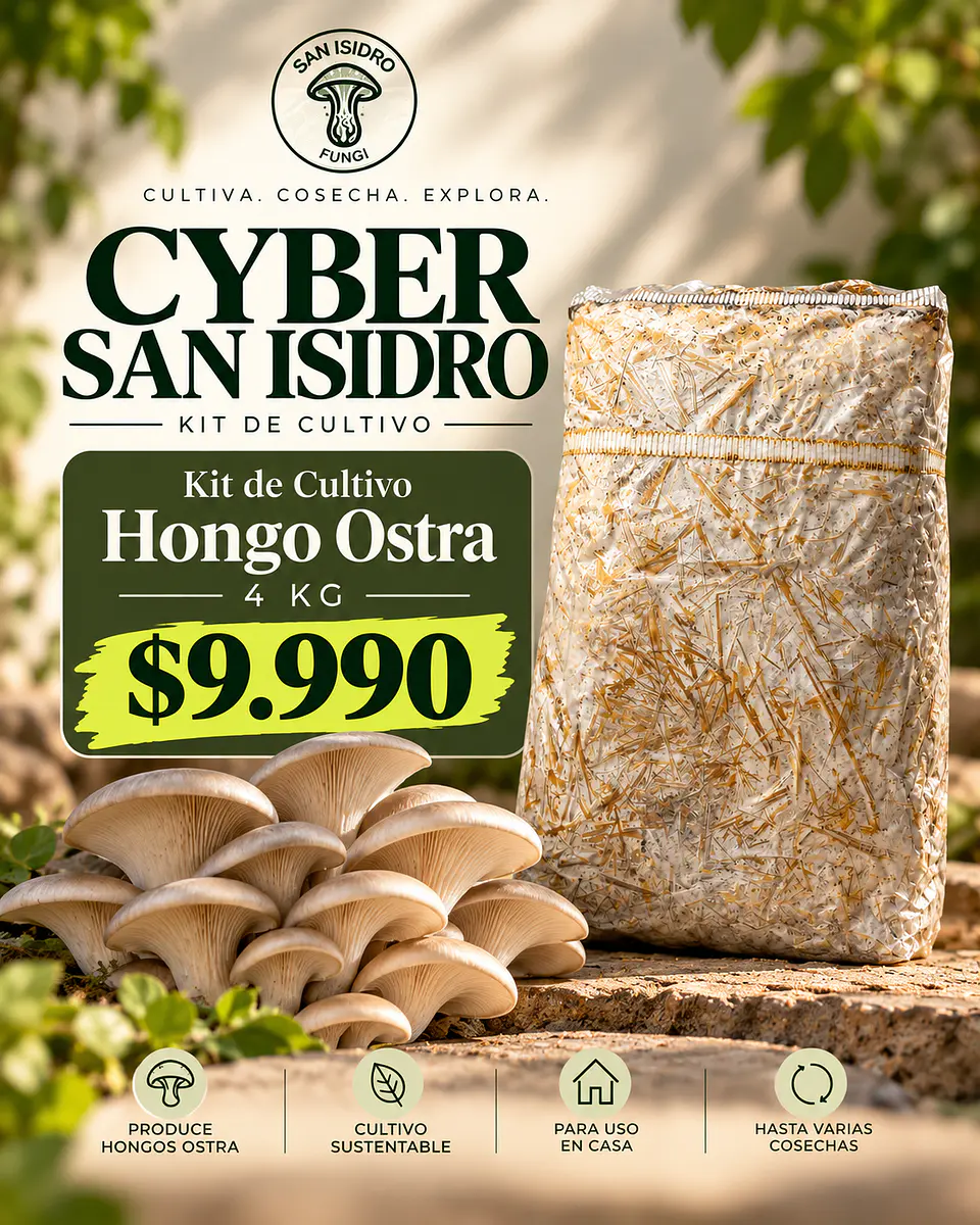 Kit de Hongo Ostra Gris 4 kg colonizado- Producto Cyber 1