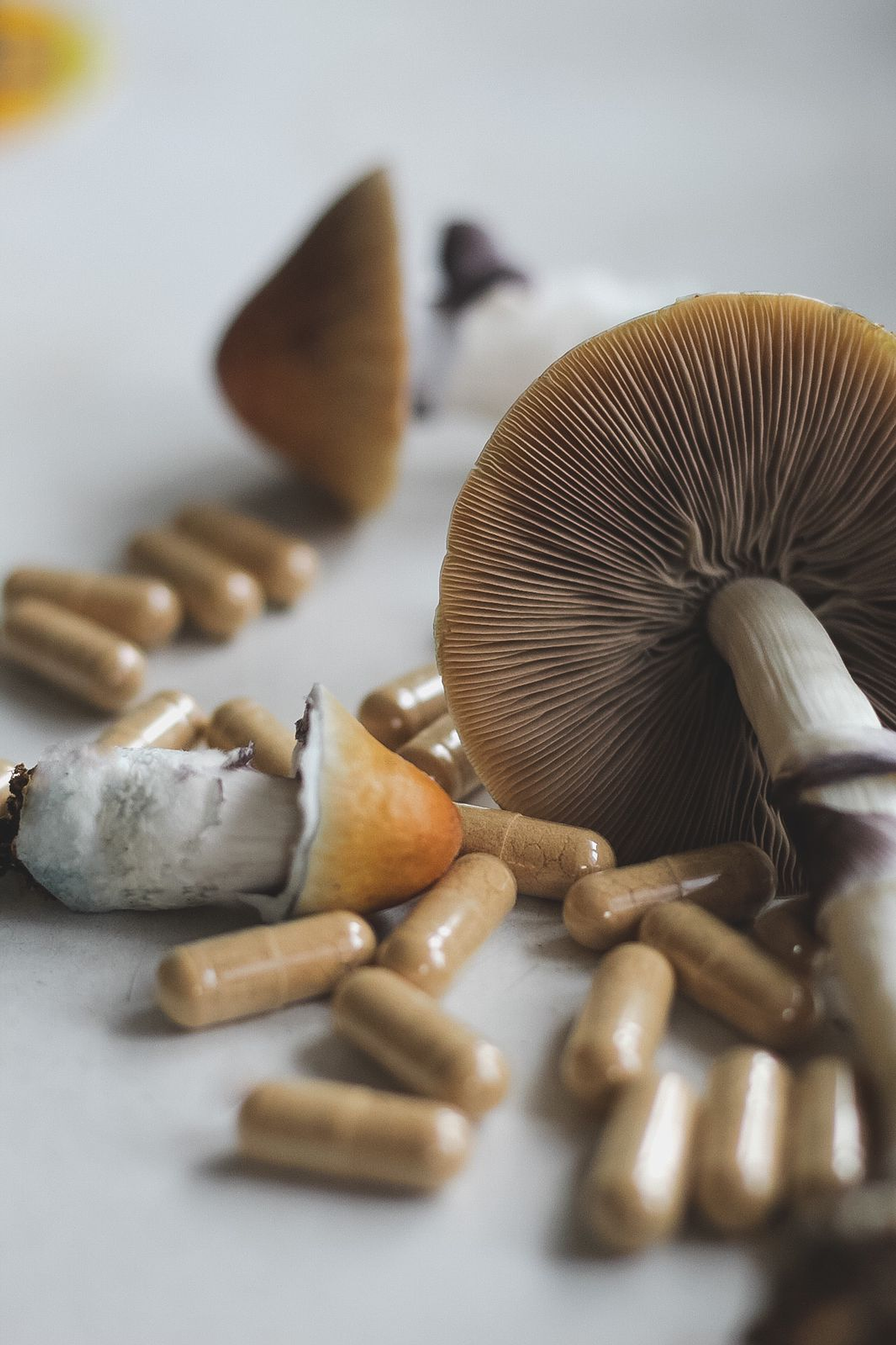 12 Años cultivando junto a la Ecobolsa mas vendida de Europa.