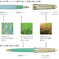 Sailor 1911 Shikiori 5th Anniversary “Minori” + Bolígrafo