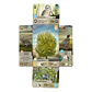 Forest Shuffle: Dartmoor – Juego de Mesa - Miniatura 4