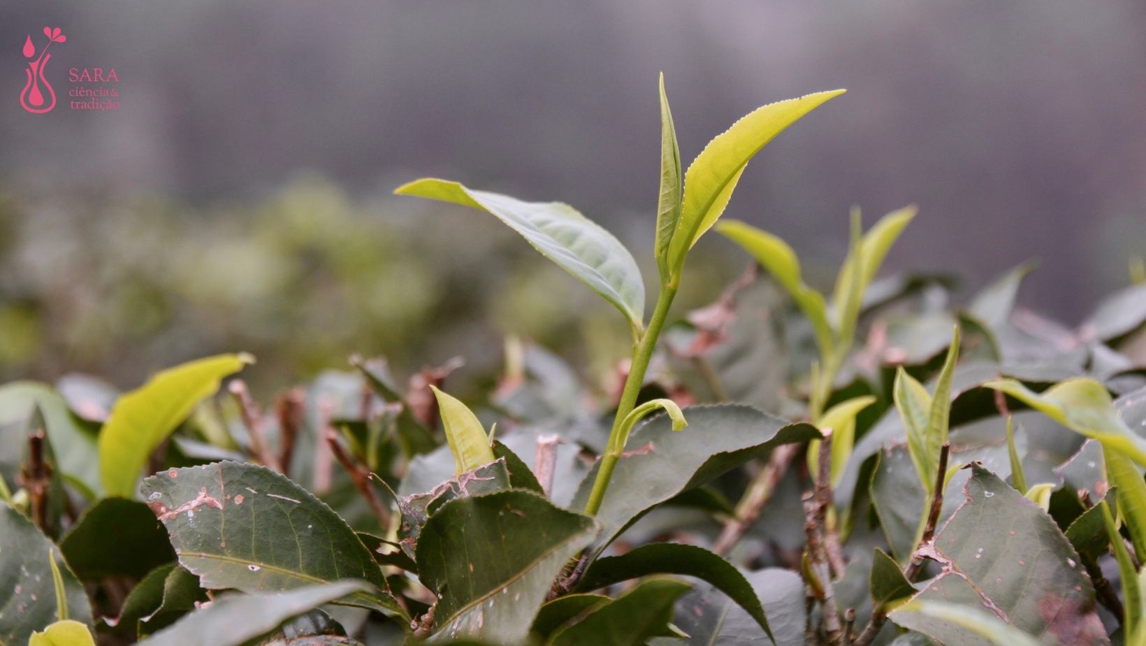 Chá Verde, planta da longevidade