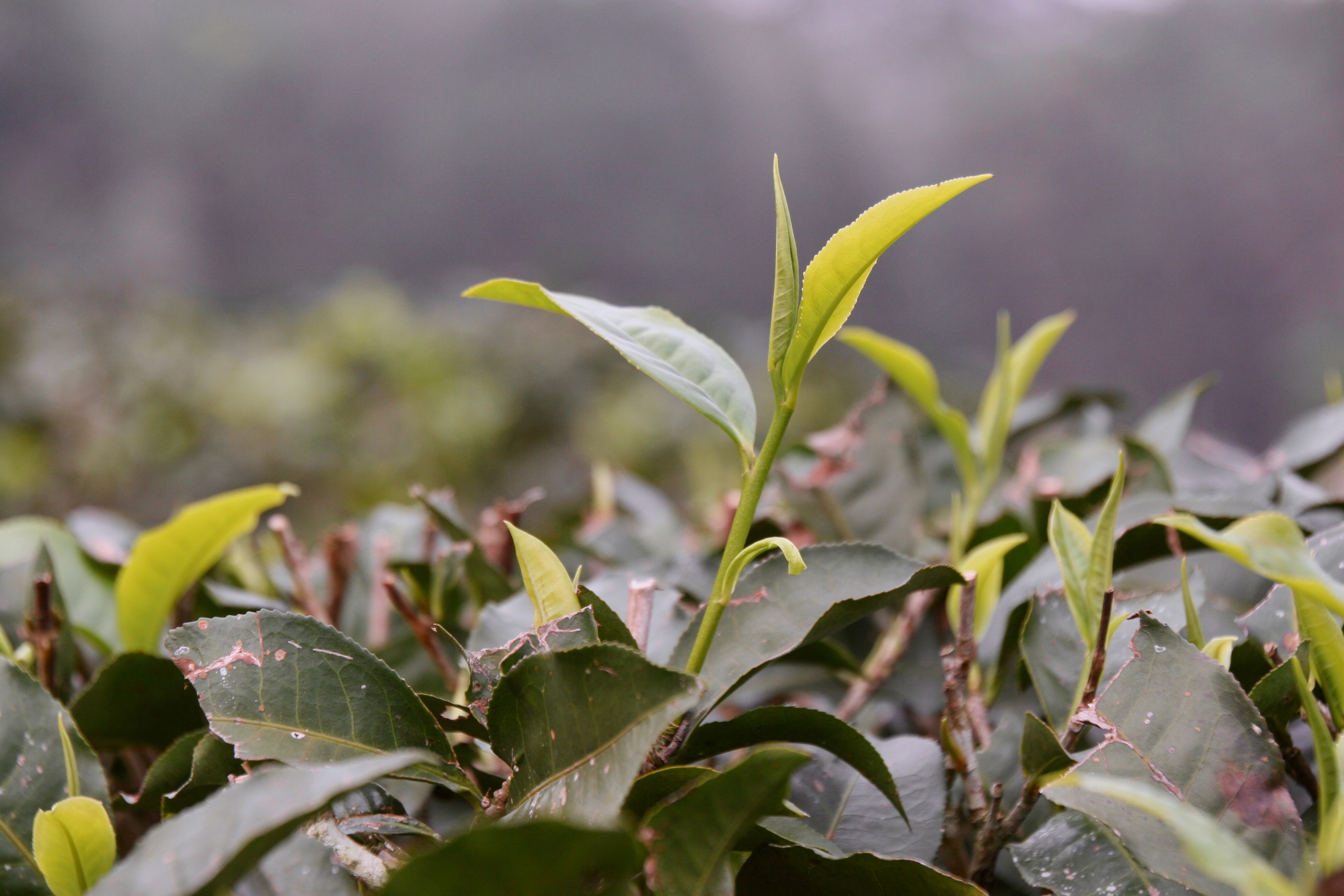 Chá Verde planta da longevidade