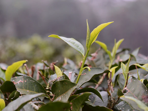 Chá Verde planta da longevidade