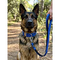 Pack Collar + Correa WILD DOG