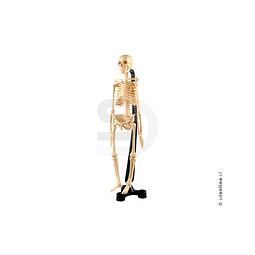 Esqueleto plástico articulado pvc 42cm