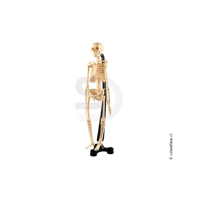 Esqueleto plástico articulado pvc 42cm
