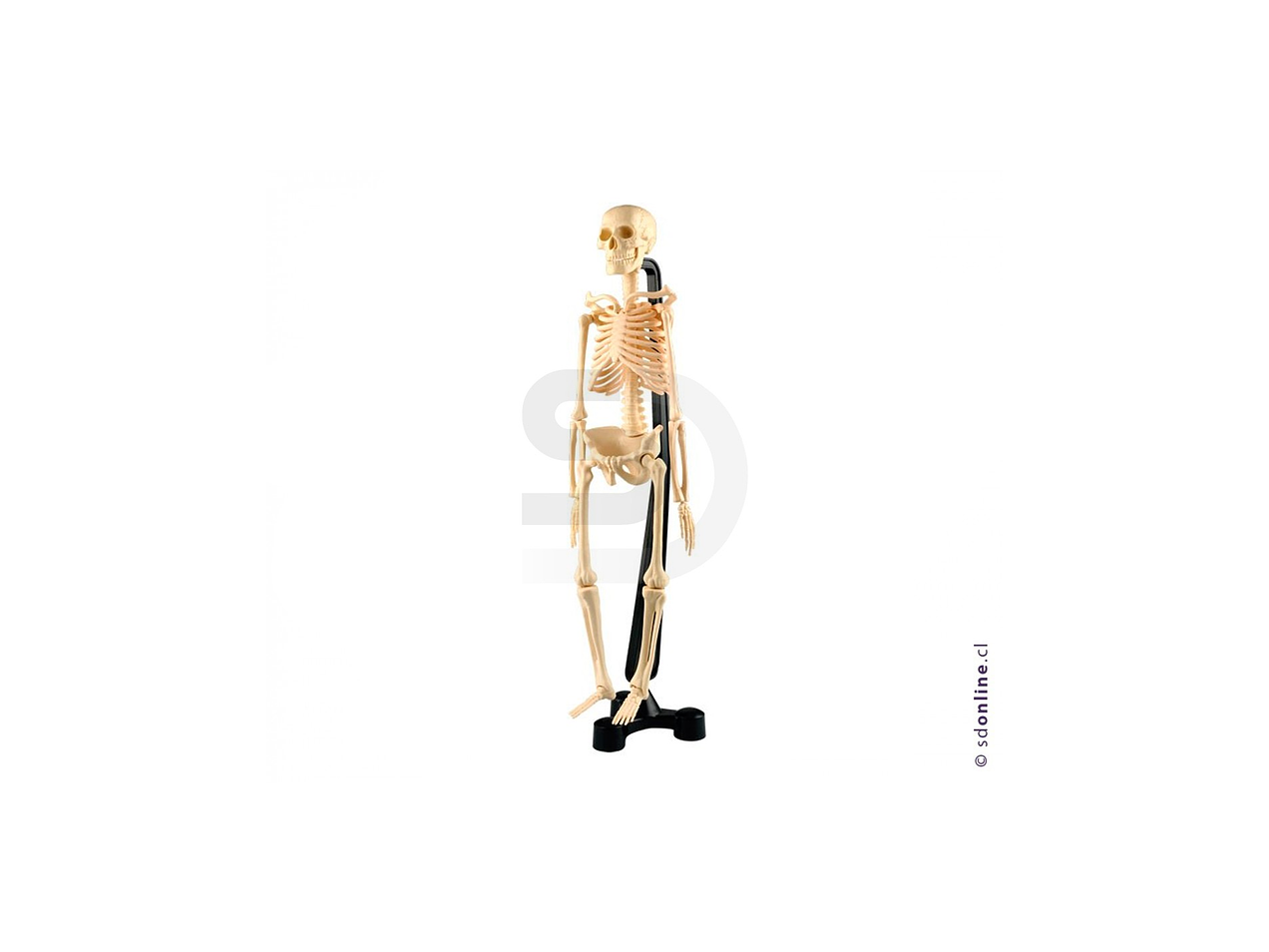 Esqueleto plástico articulado pvc 46cm 1