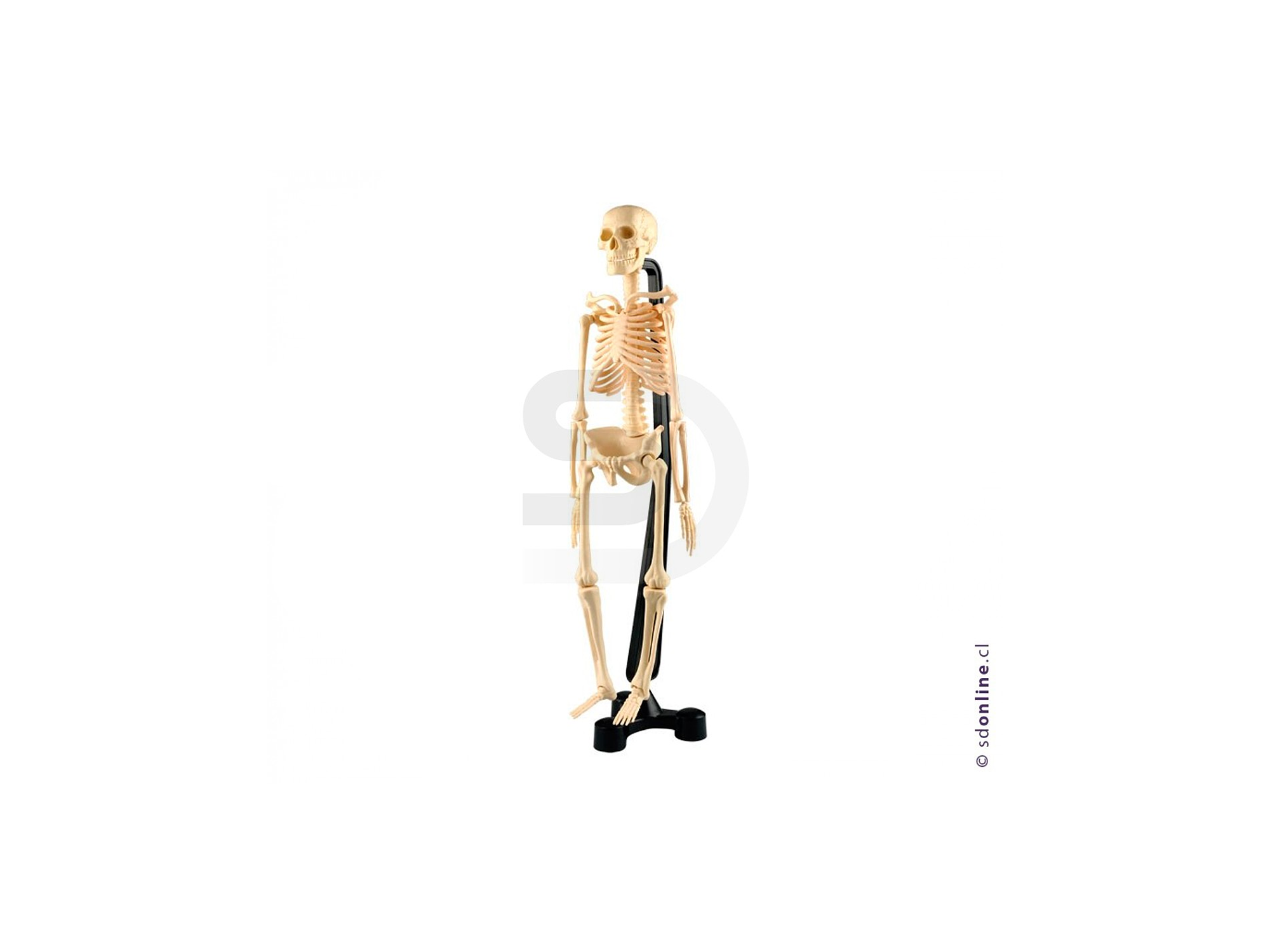 Esqueleto plástico articulado pvc 46cm 1