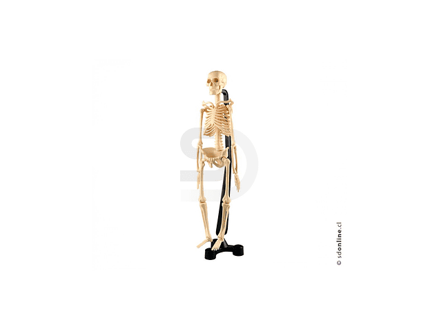 Esqueleto plástico articulado pvc 46cm 1