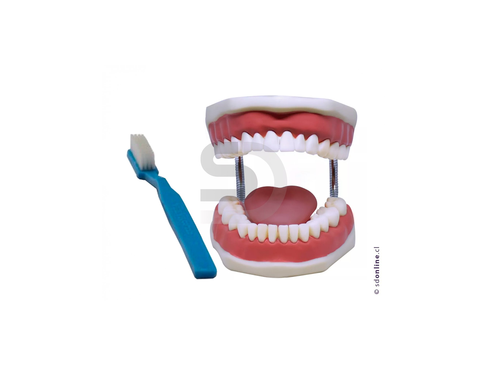 Dentadura gigante con cepillo y lengua 1
