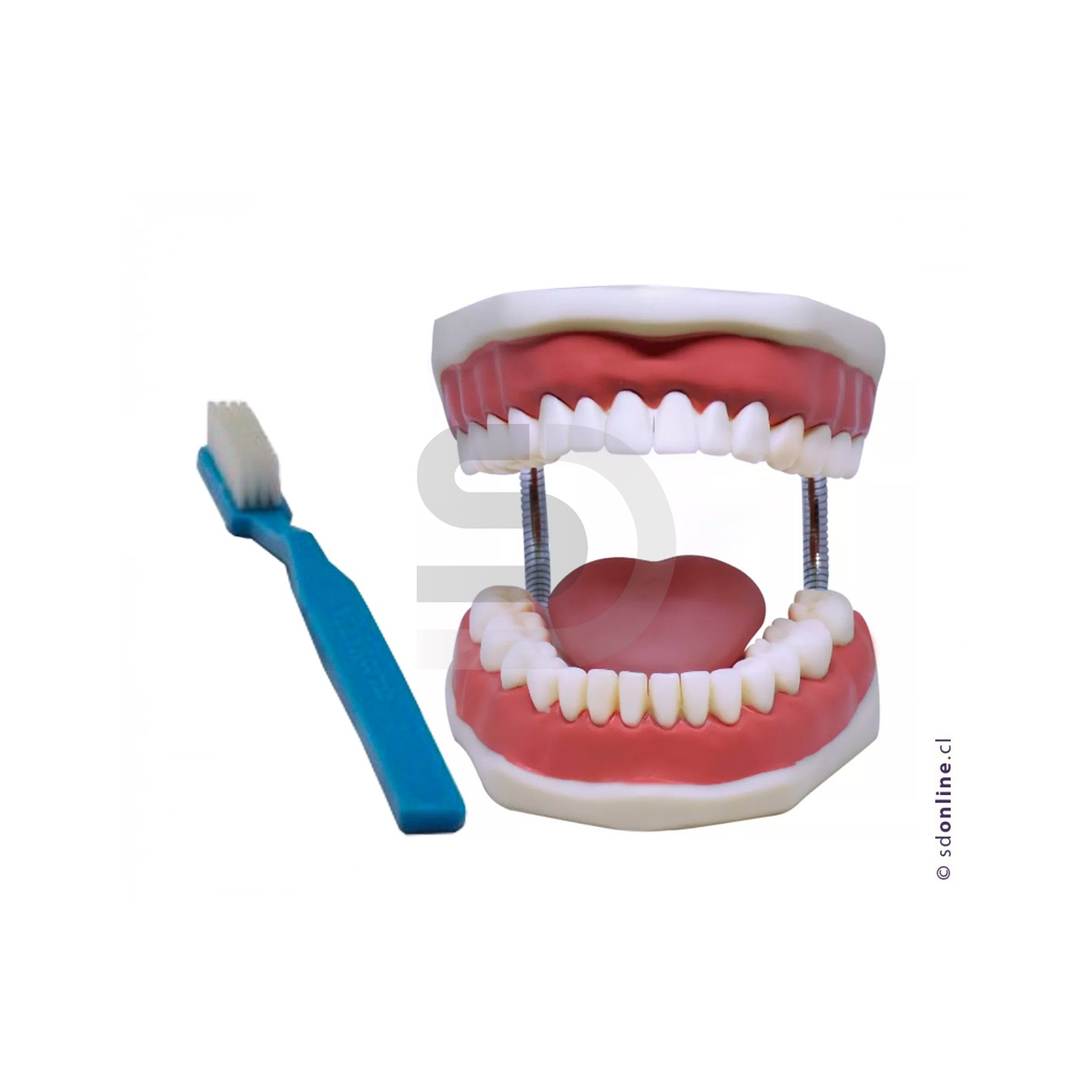 Dentadura gigante con cepillo y lengua 1
