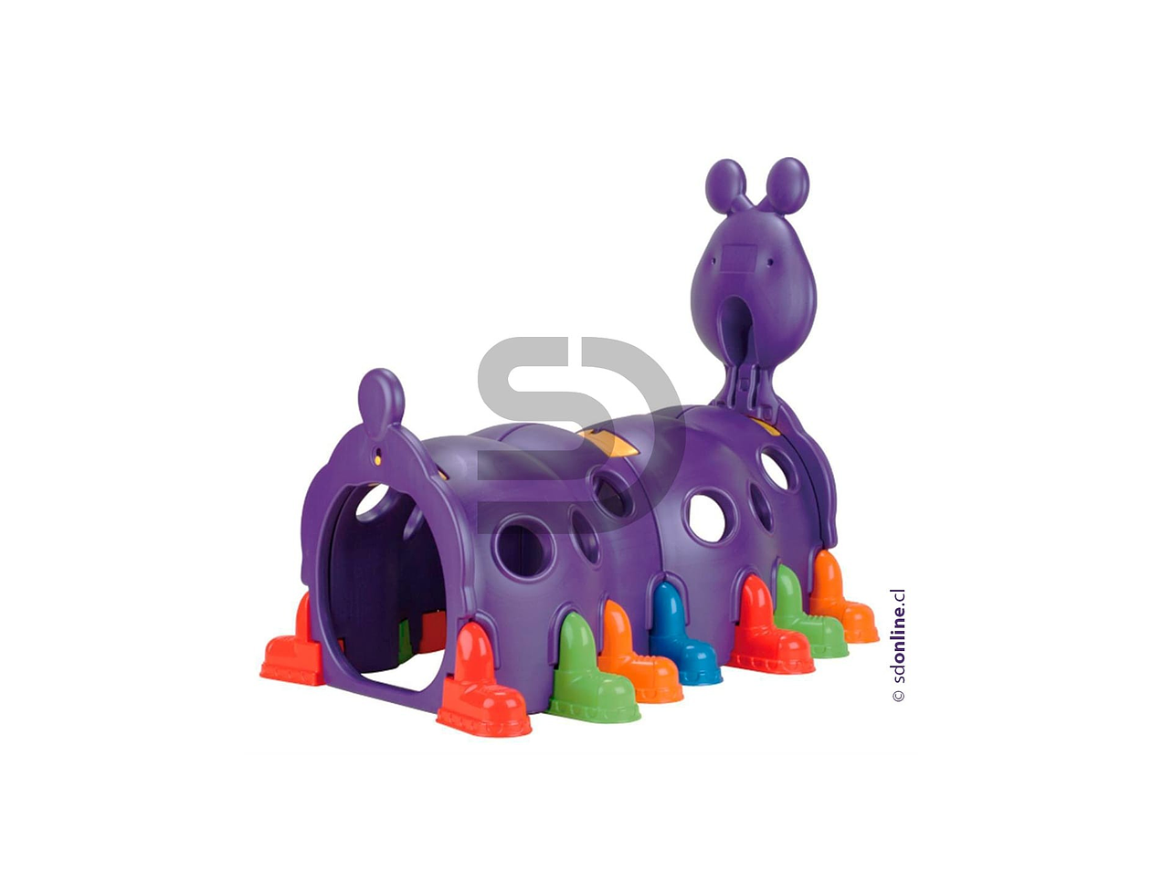 Cuncuna morada gigante 1