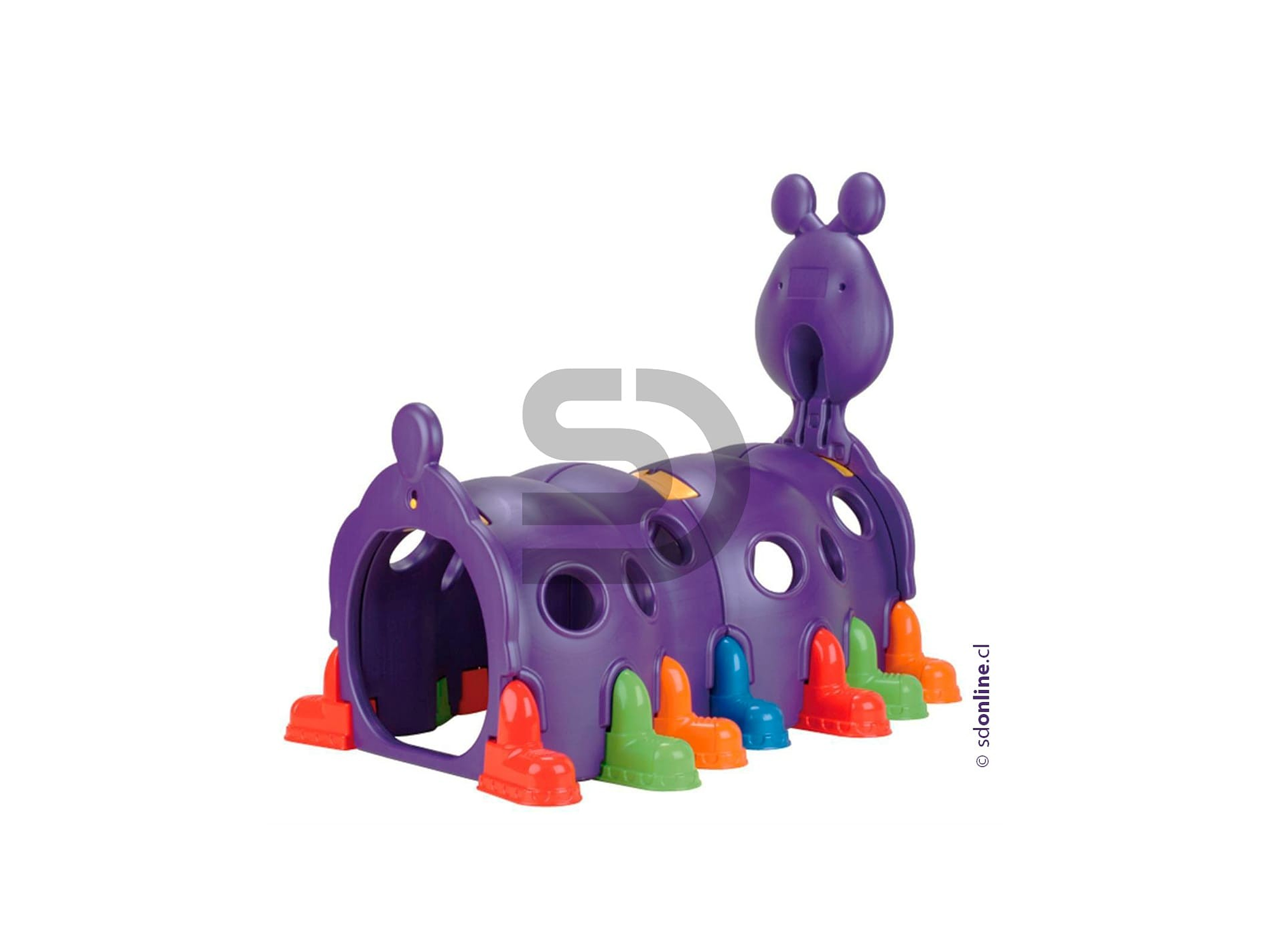 Cuncuna morada gigante 1