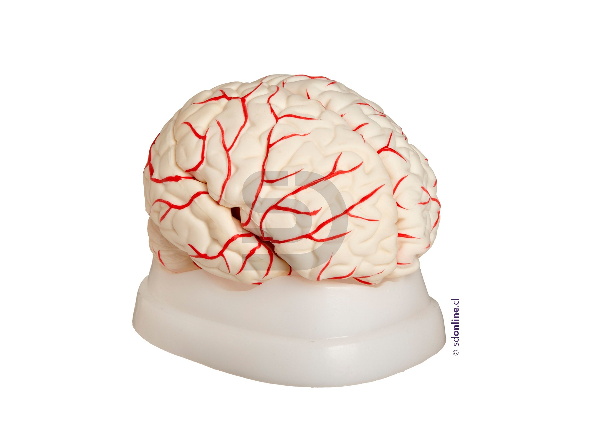 Cerebro con arterias 8 partes 1