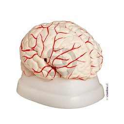 Cerebro con arterias 8 partes