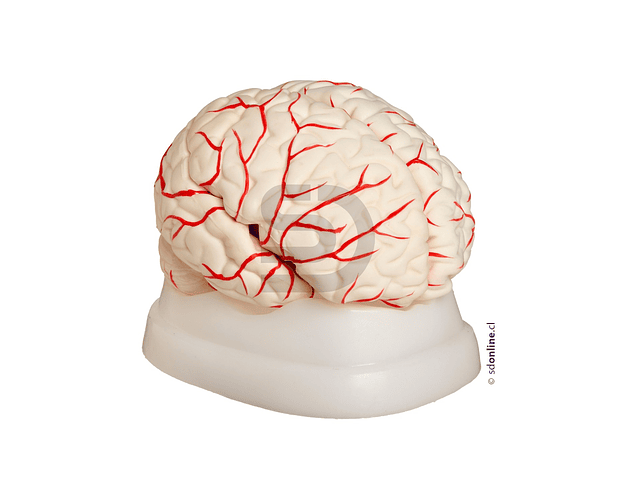 Cerebro con arterias 8 partes 1