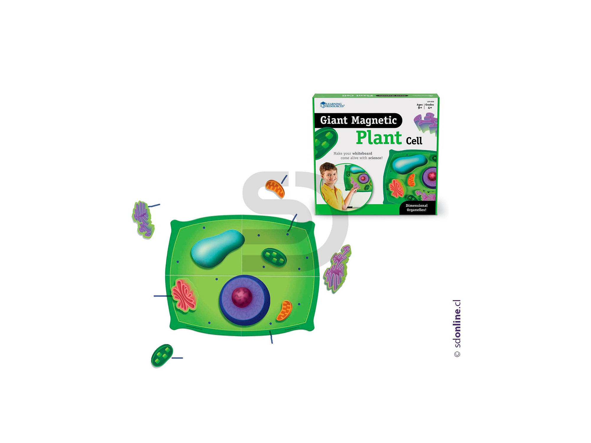 Modelo celular la planta 1