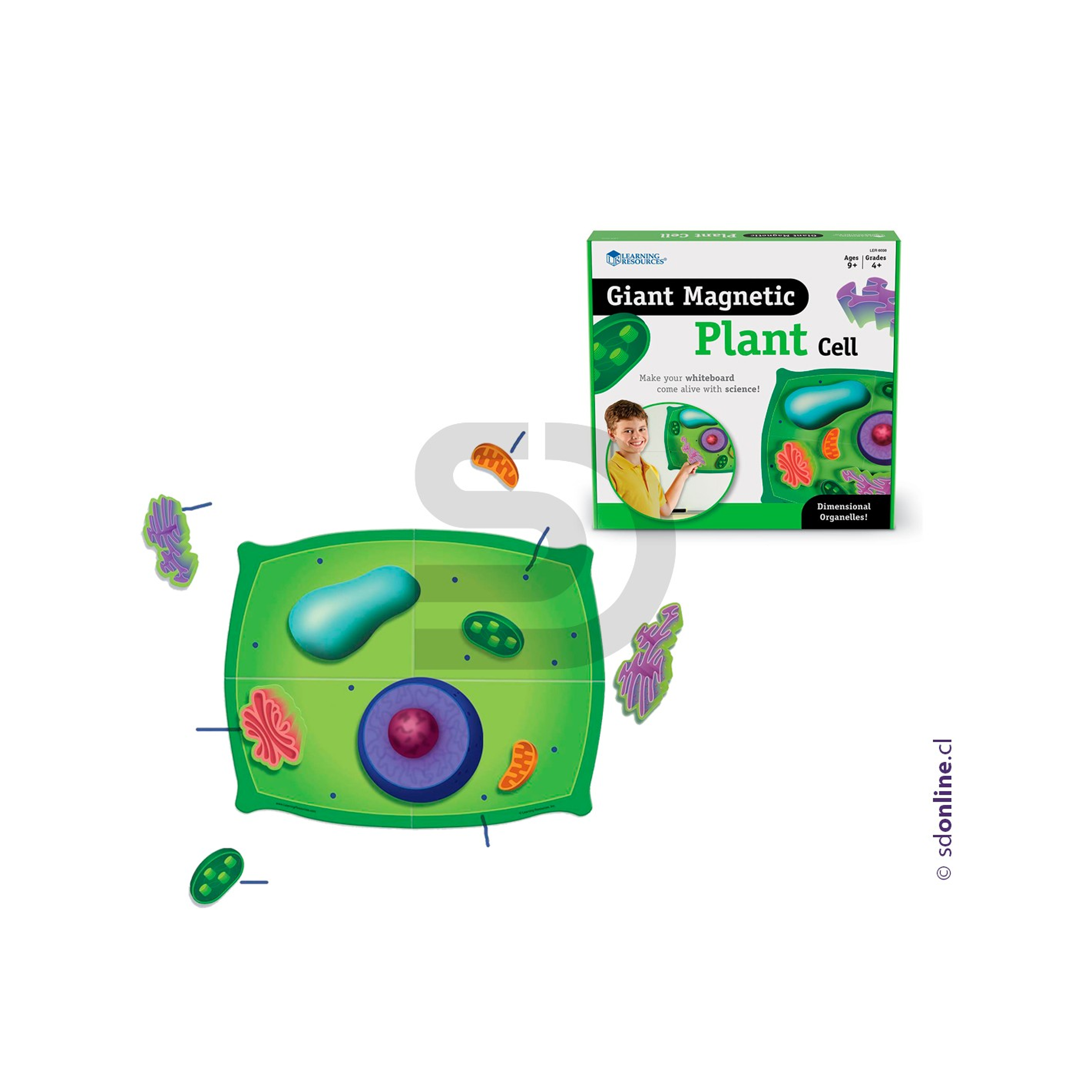 Modelo celular la planta 1