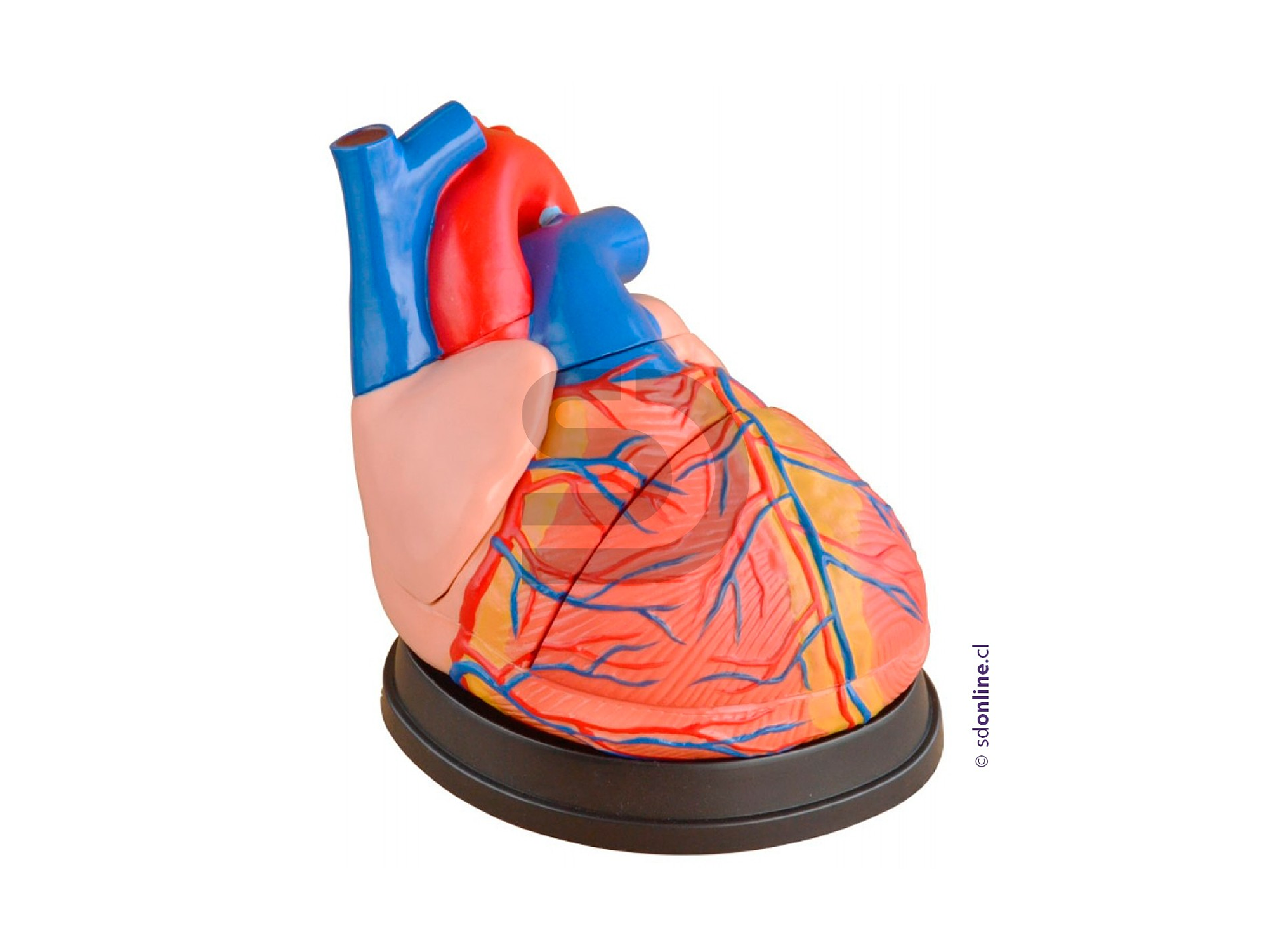 Corazon con relieve y base gigante 1