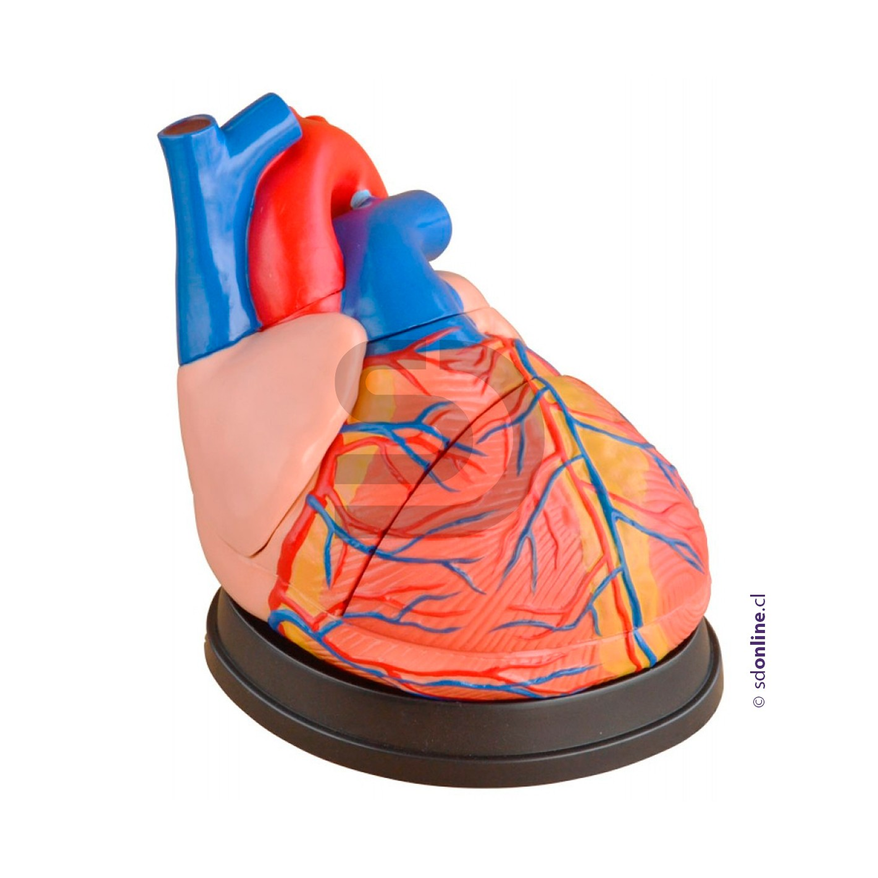 Corazon con relieve y base gigante 1