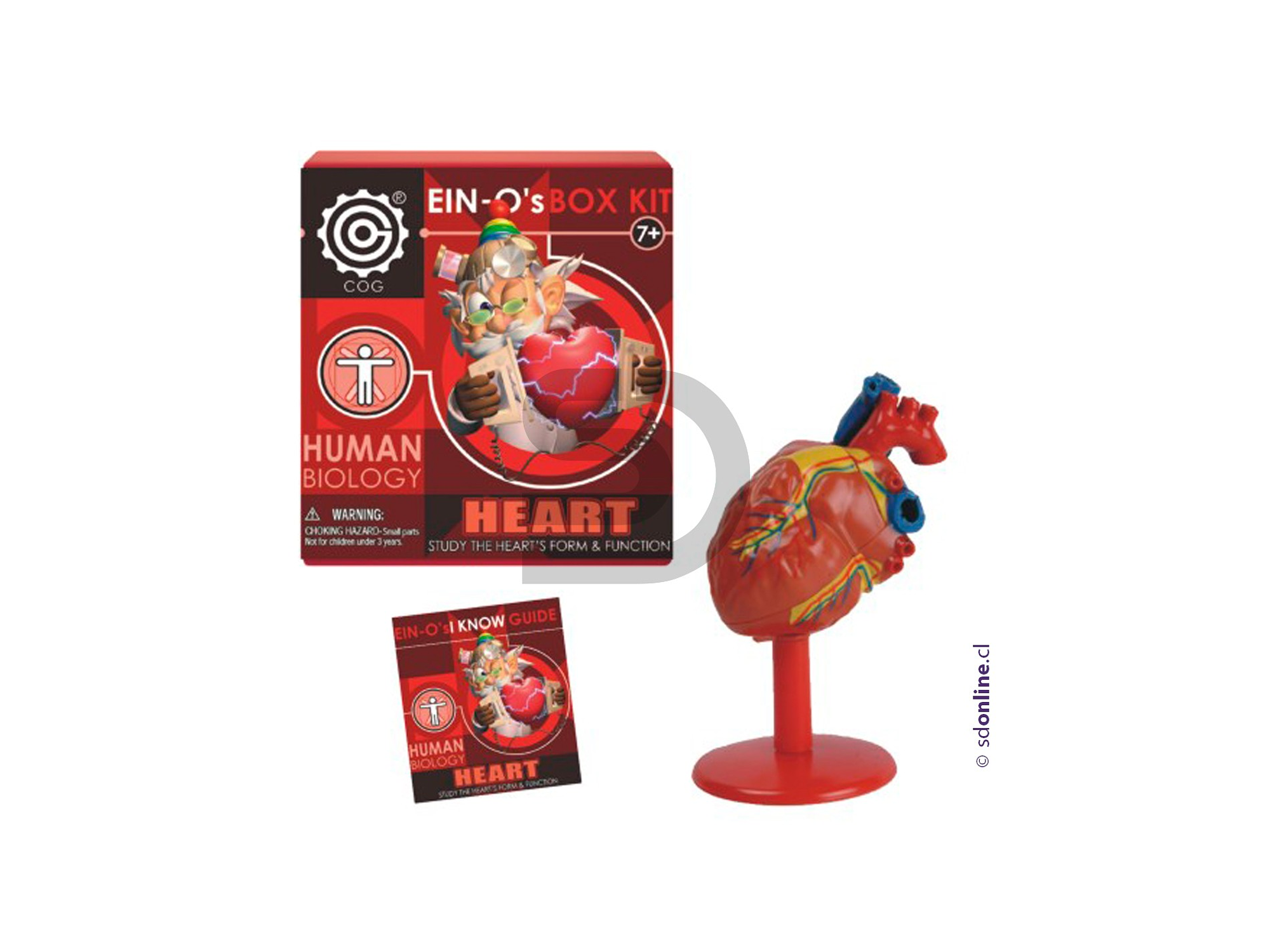 Corazon Desarmable 1