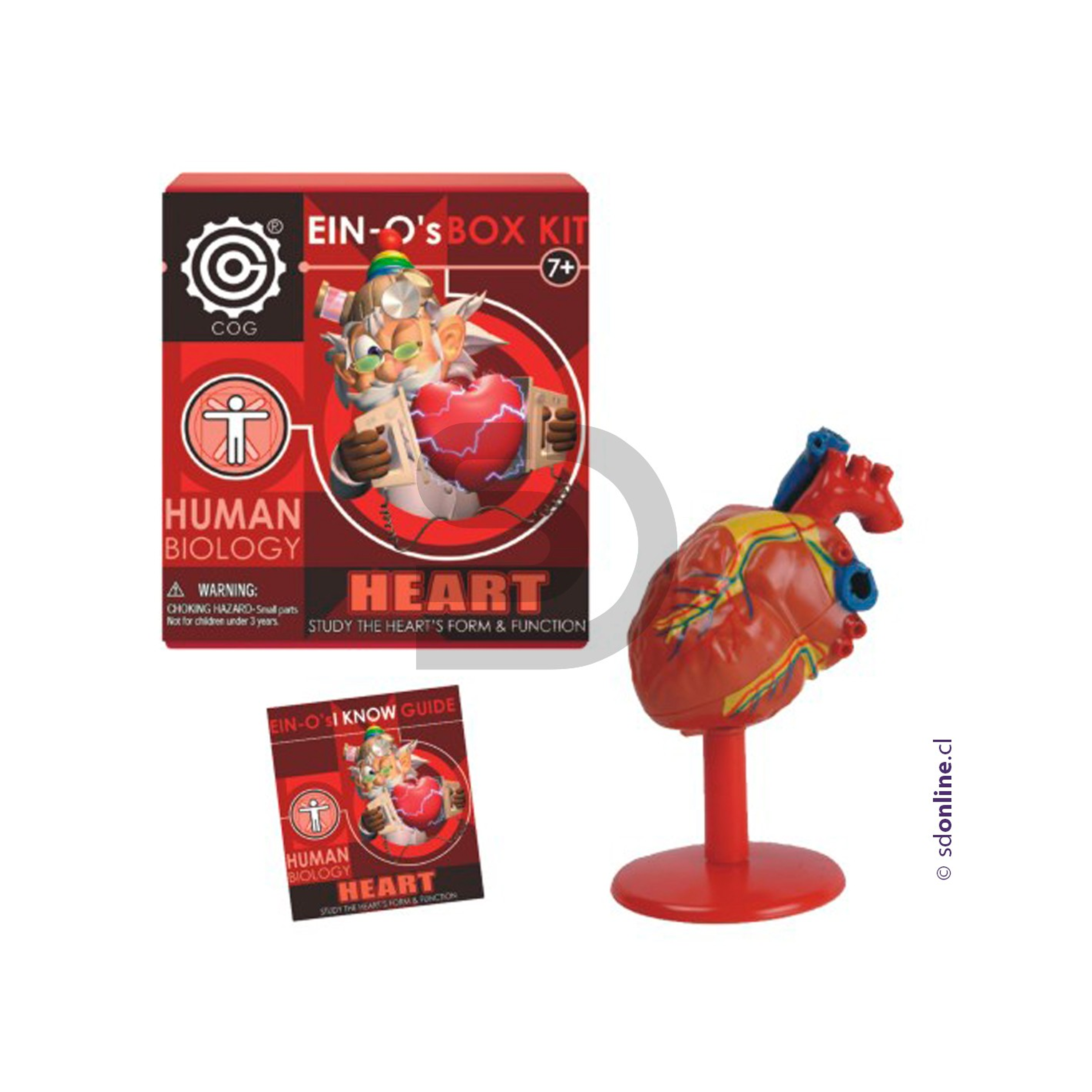 Corazon Desarmable 1