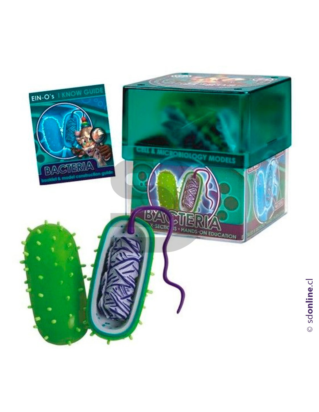 Celula bacteria