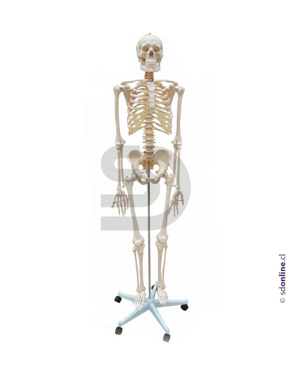 Esqueleto con base 170Cm