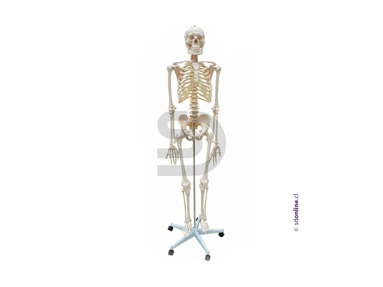 Esqueleto con base 170Cm 1
