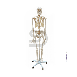 Esqueleto con base 170Cm