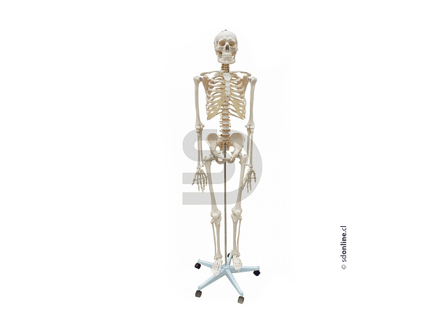 Esqueleto con base 170Cm 1