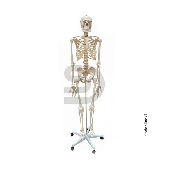 Esqueleto con base 170Cm