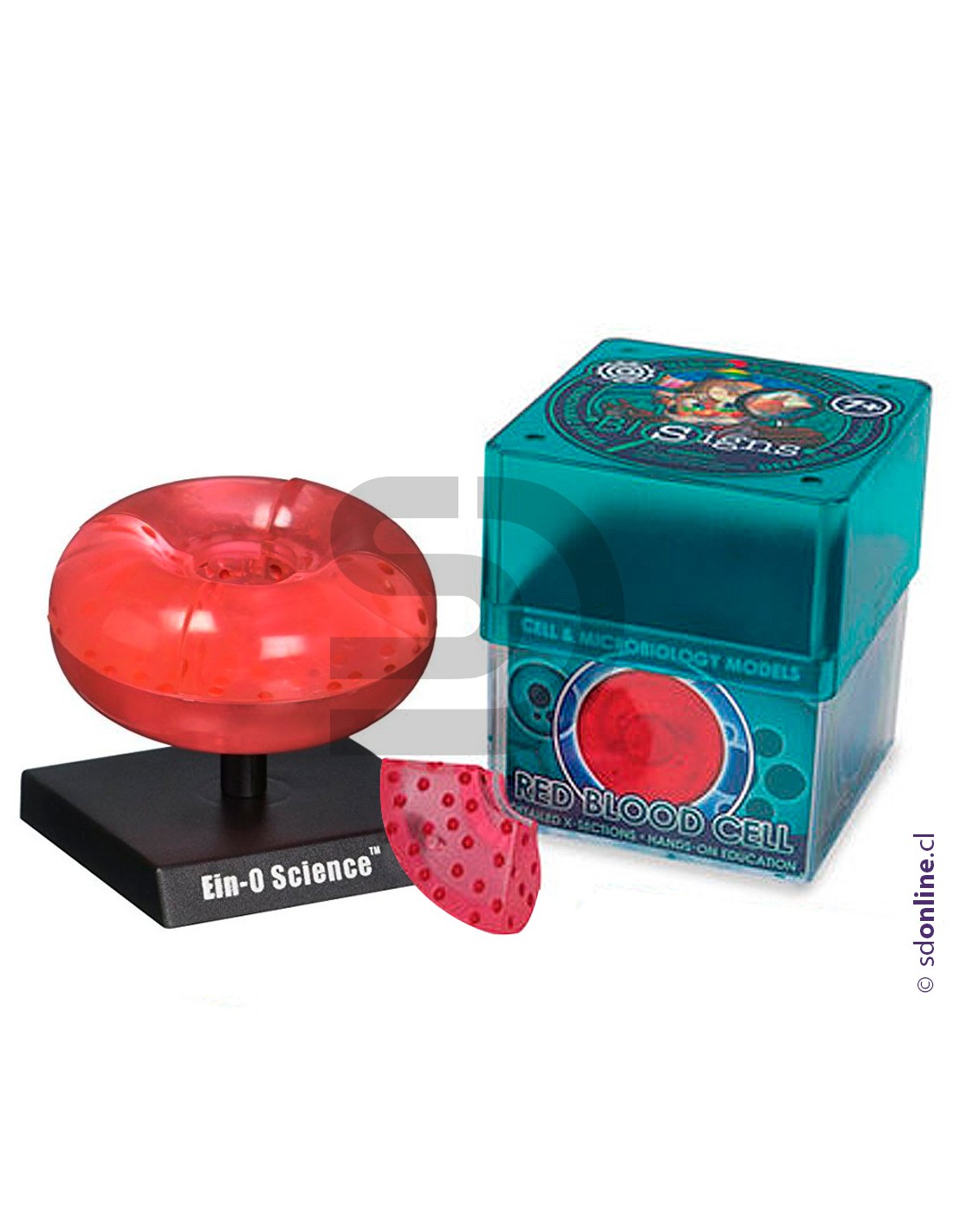 Globulo rojo