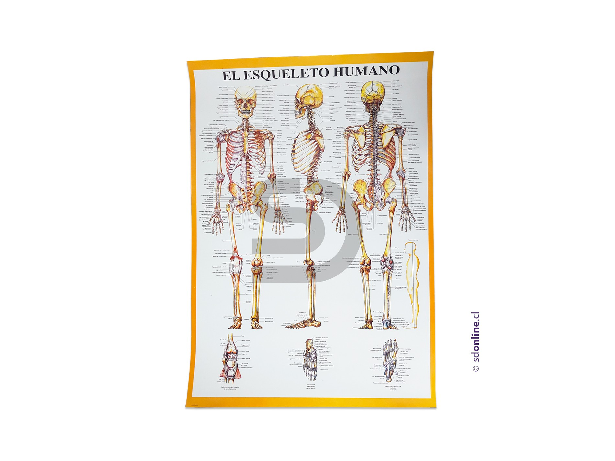 Lámina del esqueleto humano 75x53cm 1