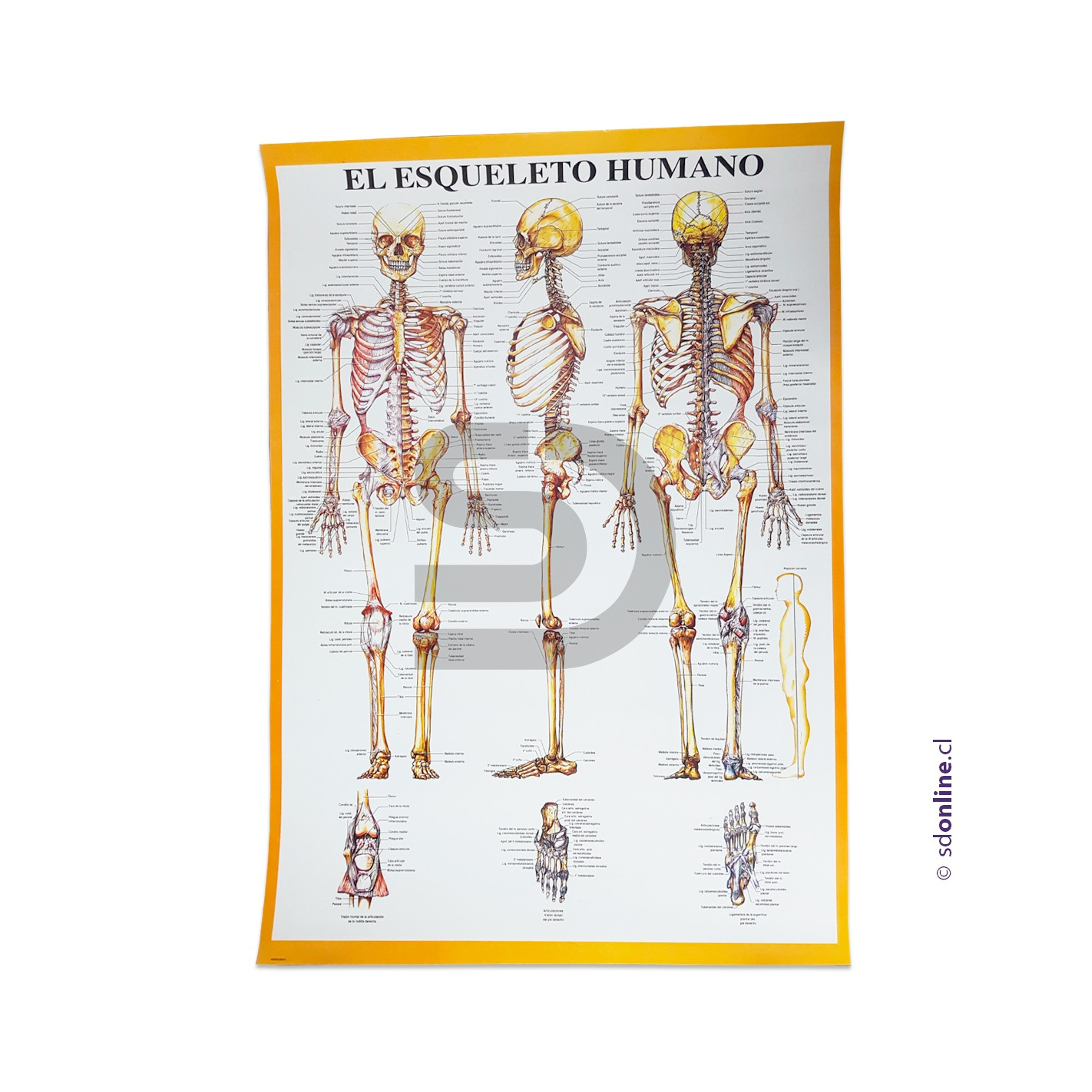 Lámina del esqueleto humano 75x53cm 1