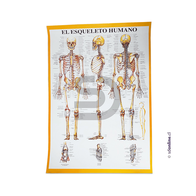 Esqueleto Humano - Toda Matéria