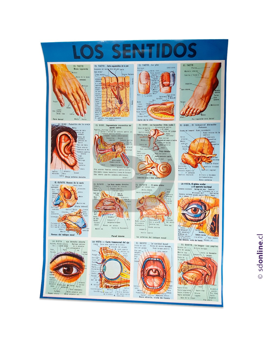 Lámina de los sentidos
