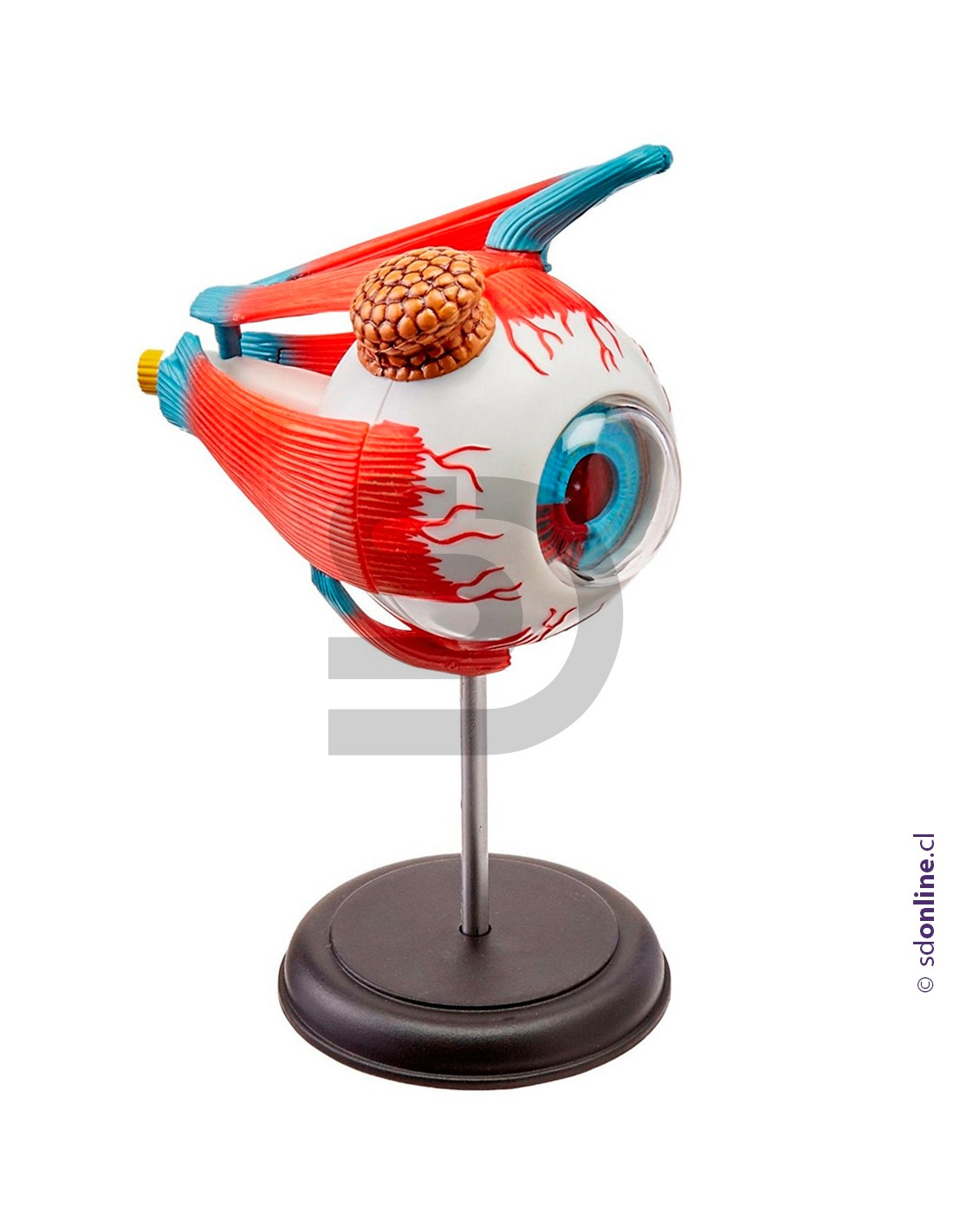 Ojo desarmable con base 14Cm