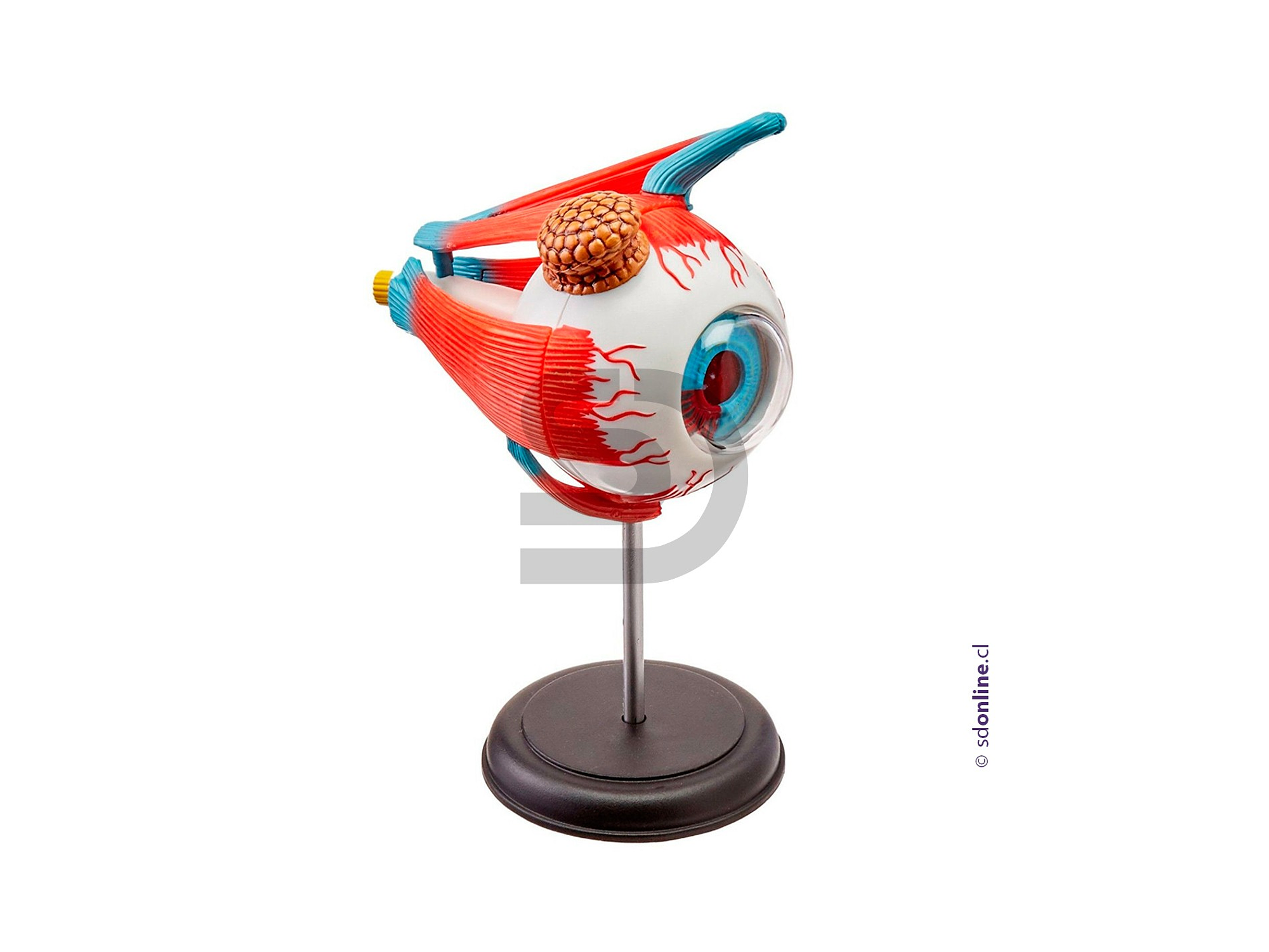 Ojo desarmable con base 14Cm 1