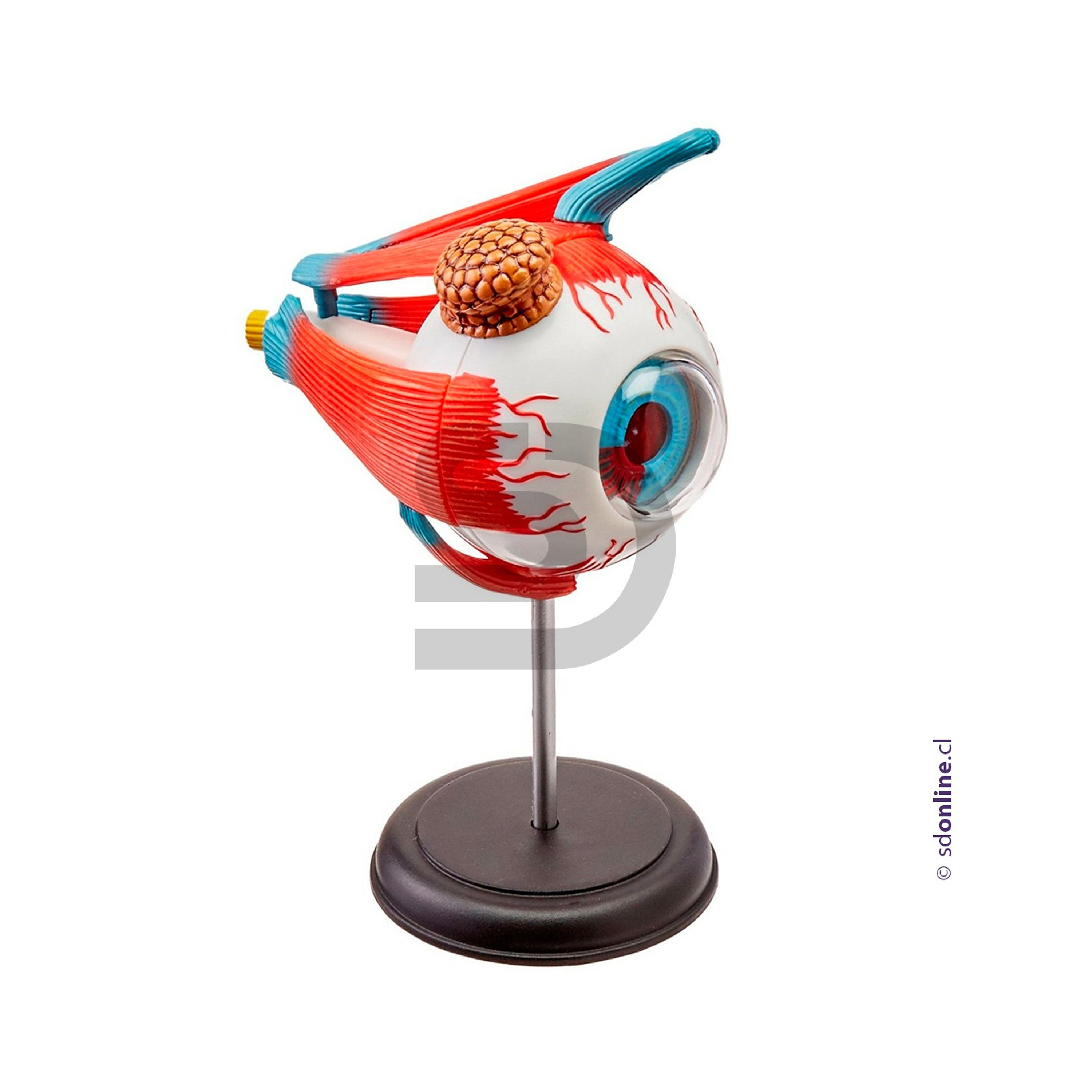 Ojo desarmable con base 14Cm 1