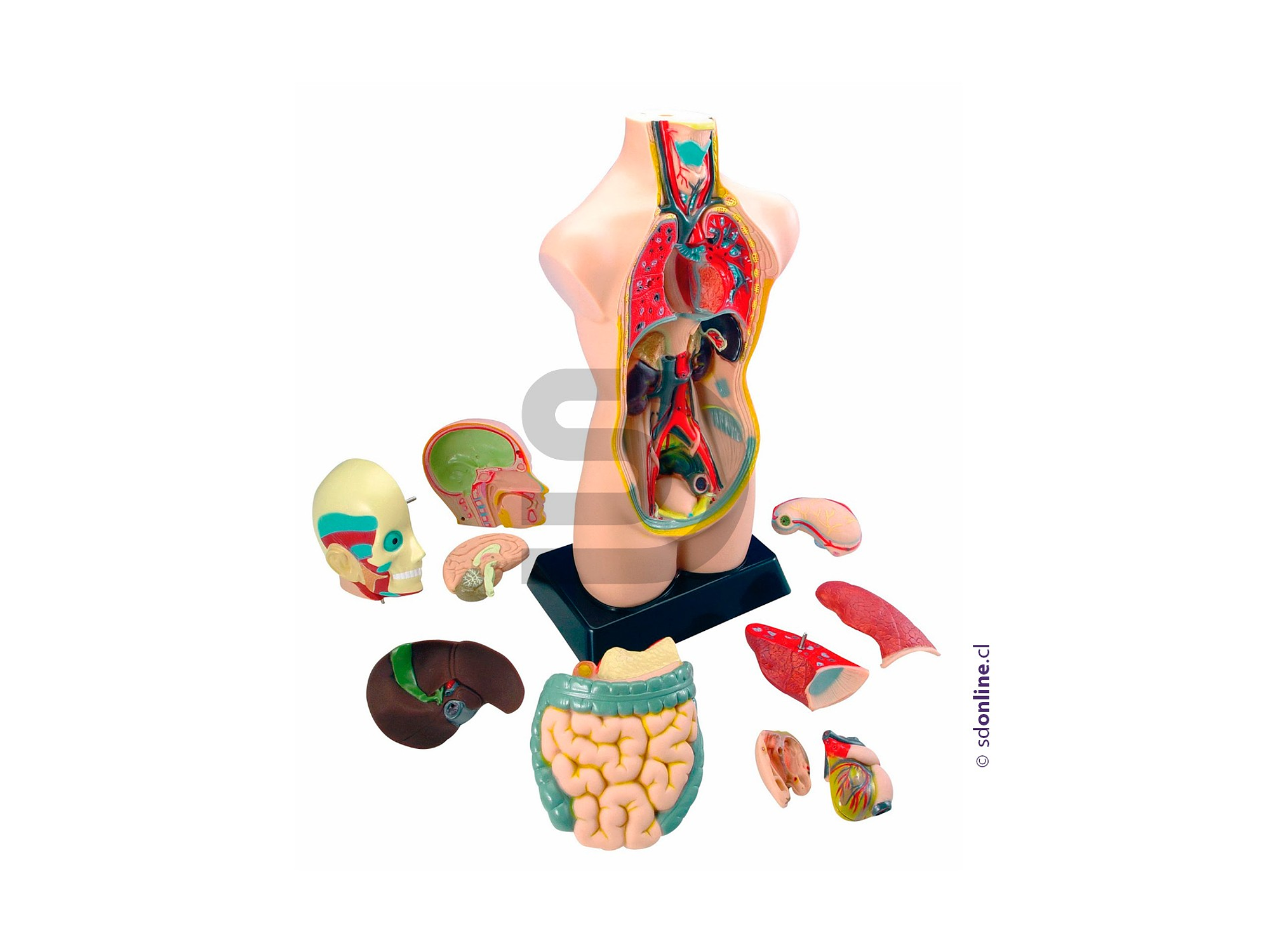 Torso Humano 50Cm 11Pza 1