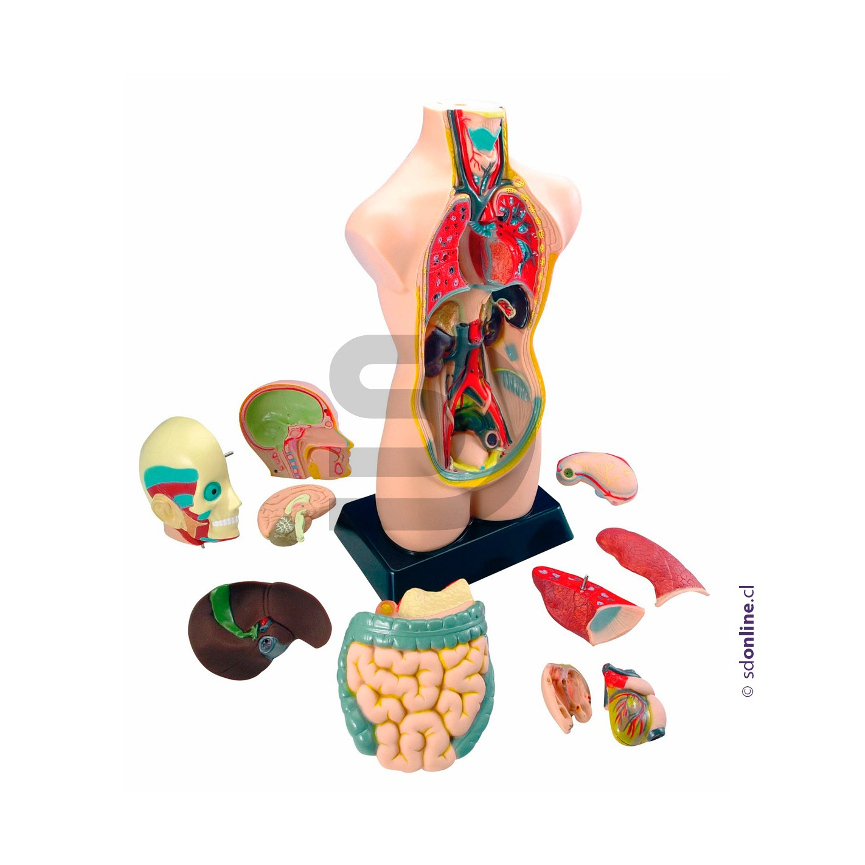 Torso Humano 50Cm 11Pza 1